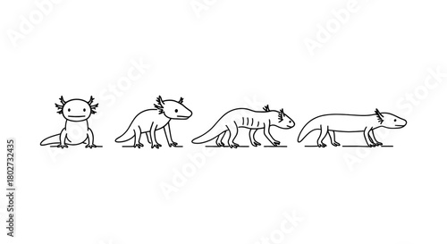 Axolotl evolutionary stages in minimalist linear style