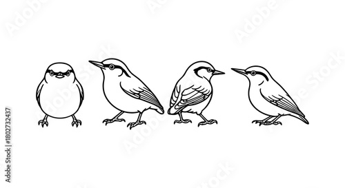 Bird outline collection: detailed evolution from chick to adult