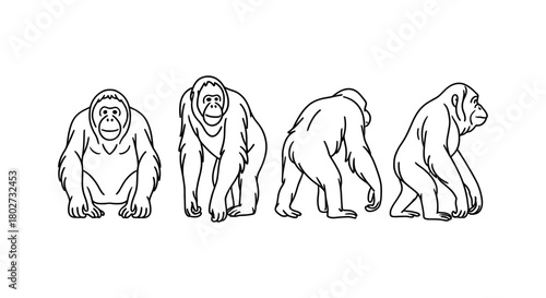 Linear gorilla sketches: four poses showcasing movement and anatomy