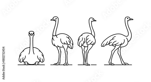 Ostrich outlines in various poses with minimalist style