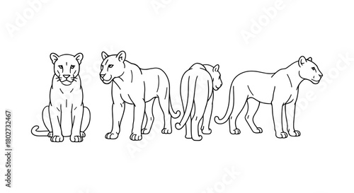 Line art lioness in multiple poses: front, side, and rear views