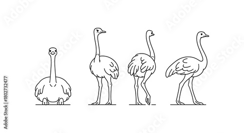 Ostrich line art: detailed outline of four ostrich poses
