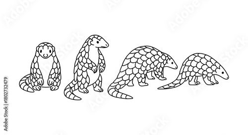 Evolution of pangolin: linear art depicting different stages of growth and movement