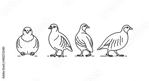 Line art partridge set: minimalist bird illustrations in black and white