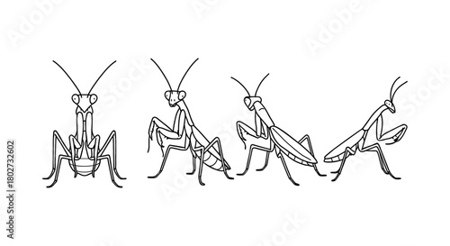 Linear praying mantis set: various poses of insect illustrations