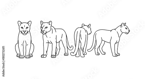 Four views of a panther in outline style