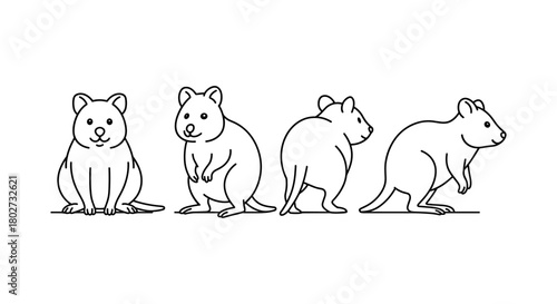 Minimalist line art of cute quokka in various poses on white background