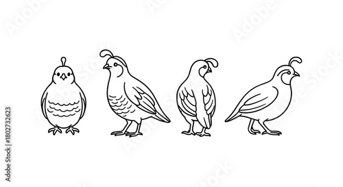Quail bird line art set featuring multiple poses and outlines
