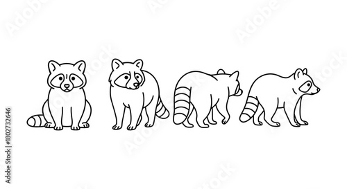 Cute raccoon line art collection showcasing multiple views in minimalist style