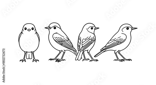 Outline bird sketch collection: four poses featuring songbirds in line art