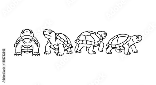 Linear tortoise sequence illustrating various angles in black and white