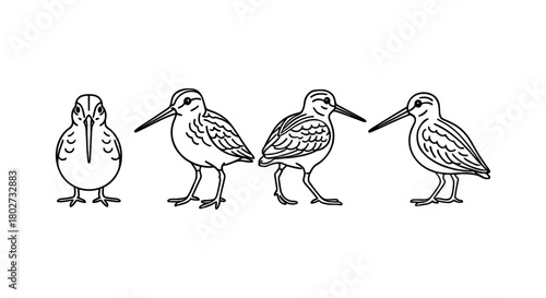 Minimalist line art of four sandpipers in various poses