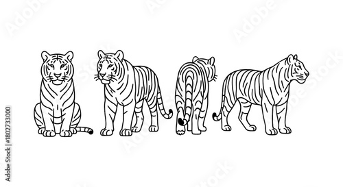 Line art tiger collection: front, side, back views in minimalist style