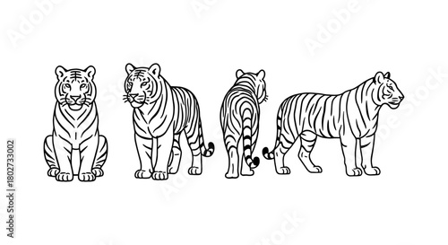 Tiger silhouette set: front, side, back views in monochrome