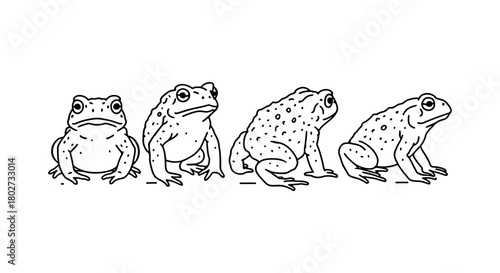 Linear sketch of frog evolution from sitting to jumping position