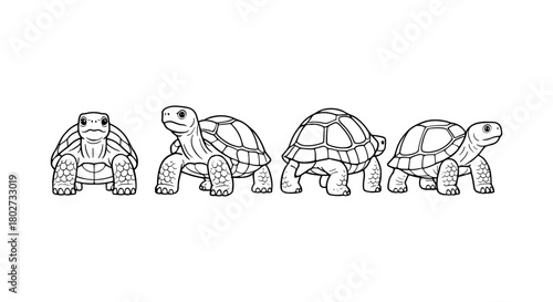 Detailed turtle line art in multiple views on white background