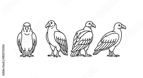 Vulture line art set with different poses for easy customization and coloring
