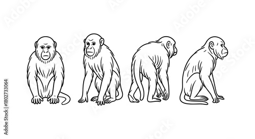 Detailed primate line art in various poses on white background
