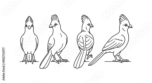 Monochrome bird sketches: cardinal in profile and perspective views