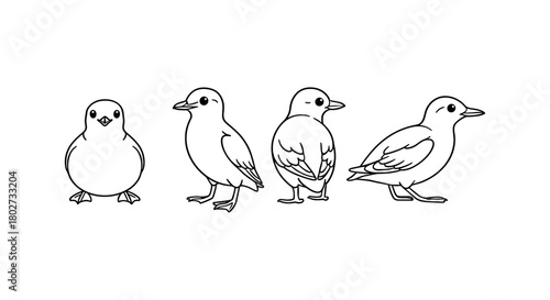 Bird evolution stages outline: from chick to adult in simple line art style