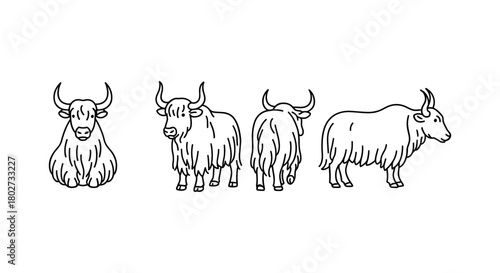 Linear yak sketch: four angles of yak in minimalist outline design