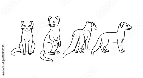 Linear ferret sketches showing various poses from different angles