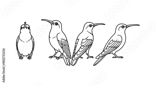 Linear hummingbird evolution: detailed bird drawings in various poses