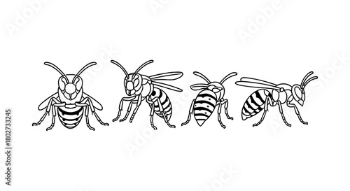 Detailed wasp outlines: insect line art collection for nature design