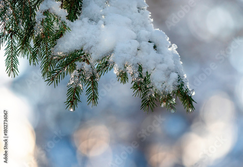 Holiday background with green spruce branch covered with glittering snow in C...