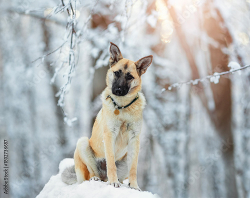 cute puppy sitting in a winter park among snowy trees
