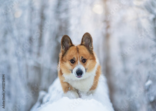 cute corgi dog walking through snowdrifts in a winter park among snowy trees