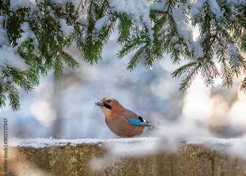 Jay bird sitting in a winter park under the branches of a spruce tree covered...