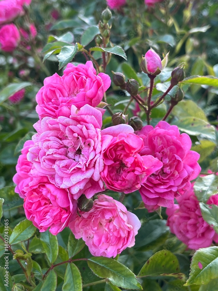 Fototapeta premium pink rose bush