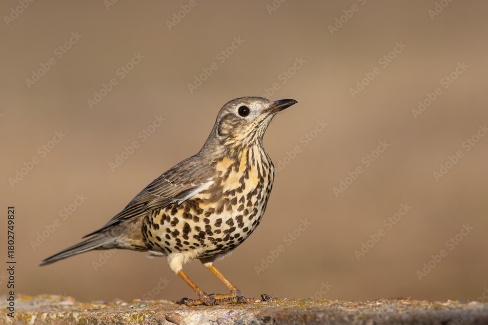 Fototapeta premium Mistle Thrush (Turdus viscivorus) perched in natural habitat – detailed wildlife portrait