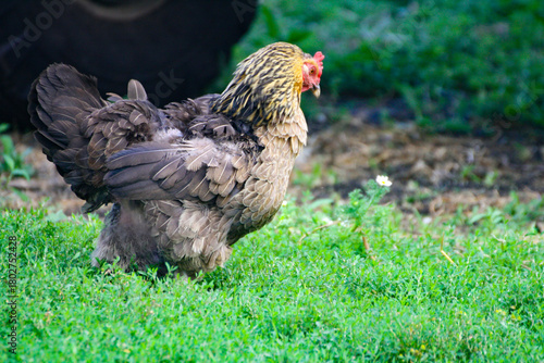 Chicken. A big colorful chicken walks on the grass.