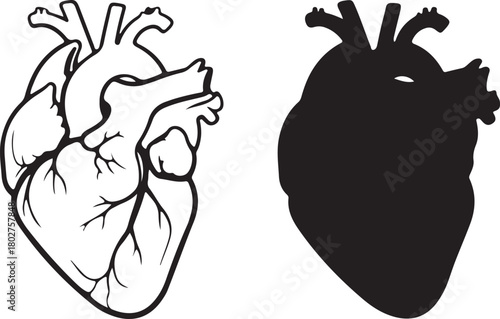 Anatomical human heart drawing and silhouette vector illustration for medical, health, love, and emotional concepts.