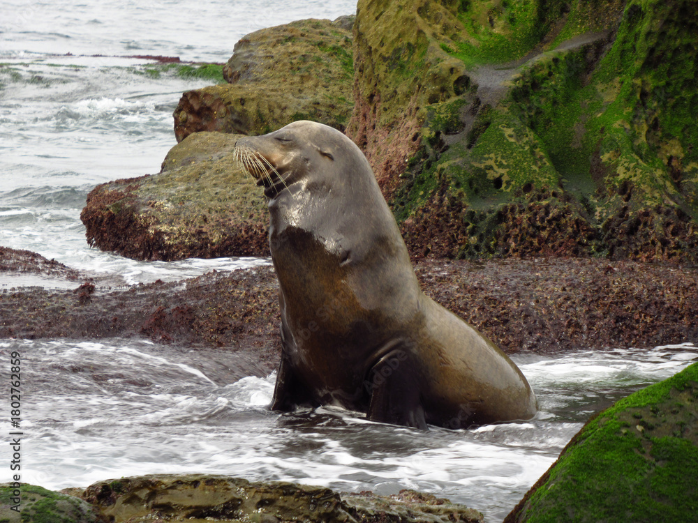 Naklejka premium Sea Lion Sitting Up with Eyes Closed