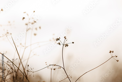 Foto Abstract autumn grass texture