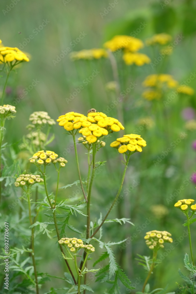 Fototapeta premium Summer field. green grass and yellow flowers. Spring