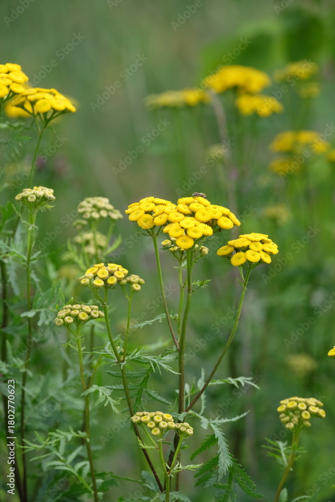 Obraz premium Summer field. green grass and yellow flowers. Spring