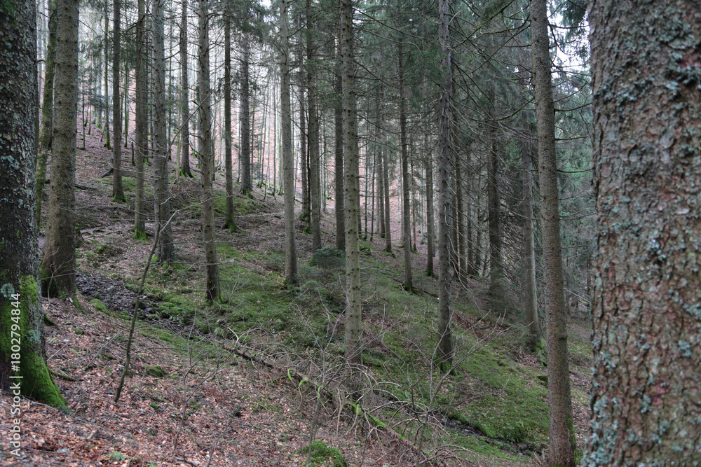 Obraz premium Landschaft im Schwarzwald am Belchen, Laubwald