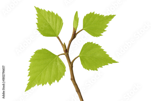 Birch tree branch with fresh green leaves sprouting in spring, symbolizing new growth and nature, transparent background
