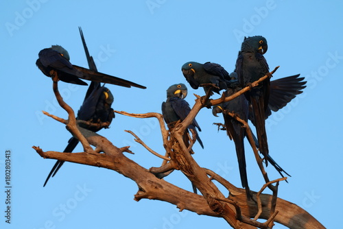 Brazilian Blue Arara - Arara Azul de Lear