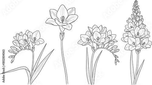 Set of hand-drawn freesia flowers in various stages of bloom, isolated as a black and white botanical line art illustration collection.