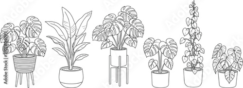 Set of indoor houseplants in pots, including monstera and other tropical foliage, isolated as a black and white line art illustration collection.