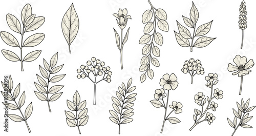 Set of hand-drawn vintage floral elements, including sketched flowers, leaves, berries, and branches, in an isolated botanical illustration collection.