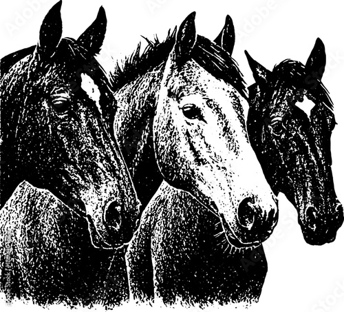 Retro Horses Poster — Vintage Xerography Engraving Style Three Horse Heads Illustration in High-Detail Farm Wildlife