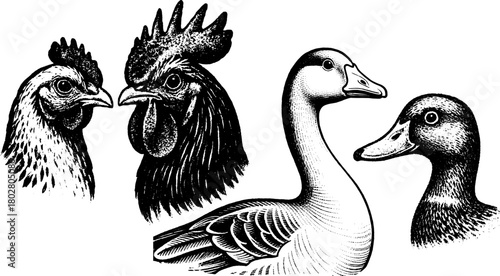Retro Farm Birds Poster — Vintage Xerography Engraving Style Chicken Rooster Goose Duck Portrait Set