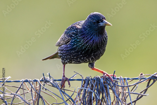 Photography European starling (Sturnus vulgaris) common in European towns cities and farmlan
