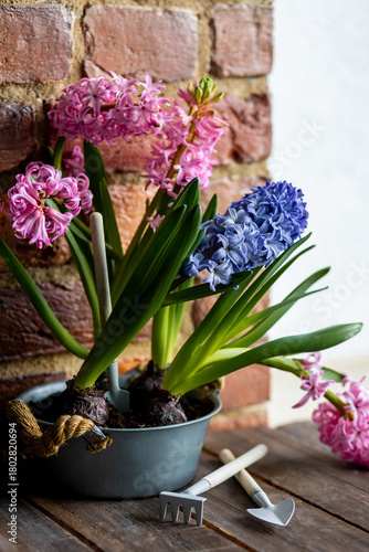 Fresh floral home decor, Easter holiday preparation. Hyacinth bright pink, violet flowers with bulbs in metal pot. Gardening tools, leisure and hobby concept. Wooden background, springtime